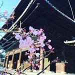 【2019京都桜情報】一部早咲き！洛東の名所をパトロール☆南禅寺～蹴上インクライン～哲学の道