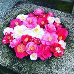 【京都お寺めぐり】白砂壇の砂絵は桜！冬の終わり告げる椿もぽたり☆鹿ケ谷「法然院」