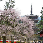 とっておきの京都の桜「伏見編 ②」世界遺産で桜を満喫！花も団子も充実