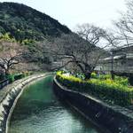 【2019京都桜情報】ちょっと足をのばして山科エリアの桜名所の開花をパトロール☆「山科疎水～毘沙門堂」