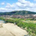 【2019京都桜情報】全国的にも知名度急上昇！2大河川の狭間の絶景桜トンネル☆「背割堤（せわりてい）」
