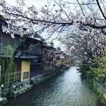 【2019京都桜情報】ワールドワイドな観光スポット祇園の桜パトロール☆八坂神社～円山公園～祇園白川