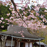 とっておきの京都の桜【大原ver】洛中で見逃した方は、大原の遅咲き桜を