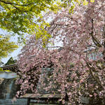 とっておきの京都の桜「大原編 ②」朝からお出かけしてほしい京都の山里