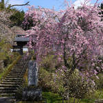 とっておきの京都の桜「京北編①」気分はプチトリップ！森林に囲まれた京北町へ