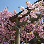 とっておきの京都の桜「京北編②」皇室ゆかりの桜から地元民に愛される桜まで