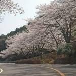 とっておきの京都の桜「高雄編②」朝活にピッタリ！コーヒ片手に花見ドライブはどうですか？