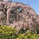 枝垂れ桜が見事な「法金剛院」極楽浄土をイメージし造られた庭園で春の花が咲き競う！