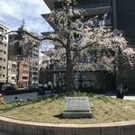 【2019京都桜情報】京都桜の代表格・円山公園の名木『祇園しだれ桜』の次代桜☆「ＪＲ二条駅東口」