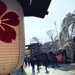 【2019京都桜情報】『桜の神社』として名高い京都屈指の名所！夜桜用茶屋も準備バッチリ☆「平野神社」