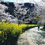 【2019京都桜情報】まさに見ごろ！山科エリアの桜名所の開花をパトロール☆「山科疎水～毘沙門堂」