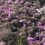 必見☆高雄の山肌を一面に濃いピンクに染め上げるミツバツツジ！！見頃はこれから！