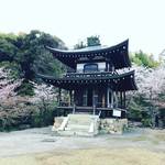 【2019京都桜情報】桜スポットとしても知名度急上昇！ＪＲ東海ＣＭにも登場☆「勧修寺」
