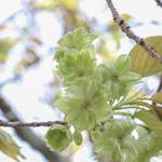 【桜の京都】散り際まで美しい緑色の桜・希少種「御衣黄の名所」