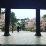【2019京都桜情報】洛東の名所をぐるっと桜パトロール☆南禅寺～清流亭～インクライン～哲学の道～鴨川