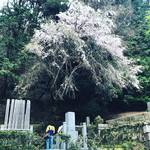 【京都お墓めぐり】日本の文豪・谷崎潤一郎が愛した枝垂れ桜が満開☆ピンク色に彩られた墓石☆「鹿ケ谷法然院」