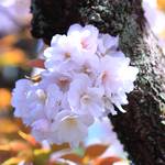 【桜の京都】遅咲き桜の名所～春爛漫の雨宝院～