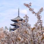 【桜の京都】遅咲き桜の名所～世界遺産 仁和寺の御室桜～