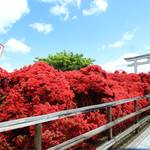 長岡天満宮の春の風物詩、真っ赤なキリシマツツジ【駅から歩ける絶景】