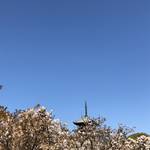 世界遺産の「御室仁和寺」桜は散っても過去から続く雄大な青空を満喫！