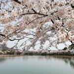 【聖地巡礼】文豪、谷崎潤一郎の「細雪」でマキオカ姉妹が愛した京都の桜スポットを行く《前編》