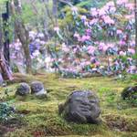【春の京都】「大原三千院」の春～シャクナゲの名所～