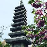 【2019京都桜情報】ＧＷ中でも普賢像桜は満開！無料狂言も開催！！閻魔像を祀る☆引接寺「千本えんま堂」