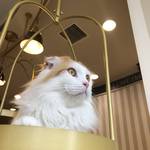 河原町のお洒落なネコカフェ「MOCHA」でかわいい猫ちゃんたちとまったり♡