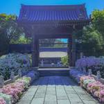 【京都花めぐり】3000本のツツジが咲き誇る岩倉の「妙満寺」
