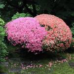 【東福寺】かわいいハート皐月に癒される【フォトジェニック】