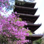【初ライトアップ】世界遺産 仁和寺 青もみじライトアップ【御室仁和寺】