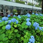 京都のあじさいが見ごろに！街を彩る御池通のあじさい【御池通】