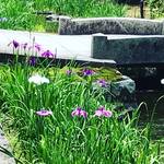 【京都の花】南禅寺界隈の数寄屋造りを彩る遅咲き花菖蒲☆道すがらの穴場スポット「野村碧雲荘」