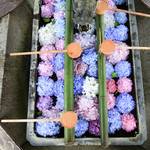 【あじさいウィーク】長岡京  柳谷観音 楊谷寺で 紫陽花に癒される【フォトジェニック】