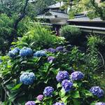 【季節の花】京都屈指の観光名所・祇園白川に咲き誇る紫陽花！しっぽりと情緒漂うスポット☆