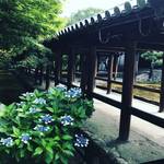 【季節の花】CMでもおなじみ☆京都随一の青もみじスポットに咲く紫陽花！朝活パワースポット☆「東福寺」