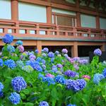 【京都花めぐり】智積院で色とりどりの紫陽花に癒される【東山七条】