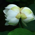 【希少】東福寺塔頭『勝林寺』で珍しい双頭蓮が開花しました♪