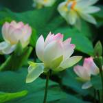 【夏の風物詩】東福寺 三門前の蓮が見頃です♪
