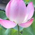ハスの花と緑豊かな庭園に癒される！納涼のお散歩☆「法金剛院」
