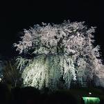 【保存版】京都を代表する名木の数々！有名神社仏閣の御神木からランドマークまで☆【厳選５スポット】