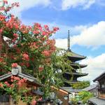 【八坂の塔】八坂の塔を華やかに彩るサルスベリが見頃です♪【京都フォトスポット巡り】