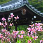 【京都花めぐり】京都西山の古刹、「善峯寺」は京都屈指の秋明菊（シュウメイギク）の名所