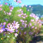 【京都花めぐり】岩倉川のコスモスに癒される【左京区岩倉】