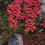 【紅葉の穴場】美しき紅葉の庭園　金戒光明寺　塔頭『栄摂院（えいしょういん）』