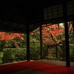 【2019晩秋の紅葉巡り】晩秋の趣ある紅葉を楽しむ　妙心寺塔頭「桂春院」【花園エリア】
