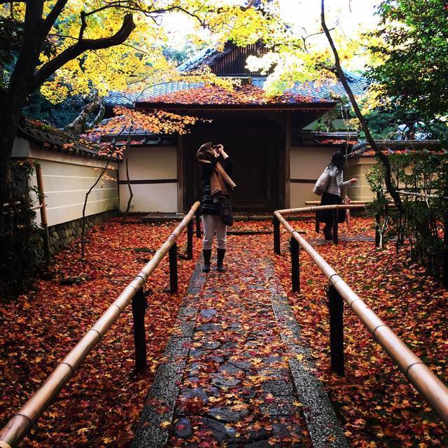 京都紅葉】耐震工事ようやく終了！大徳寺塔頭「高桐院」 - Kyotopi