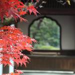 【2019紅葉 特別公開】貴重な文化財と真紅の紅葉に癒される「大徳寺 塔頭興臨院（こうりんいん）」