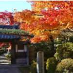 とっておきの京都の紅葉「西京編 vol1」紅葉の名所から地元グルメまで