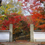 とっておきの京都の紅葉「西京編 vol2」紅葉の名所から地元グルメまで